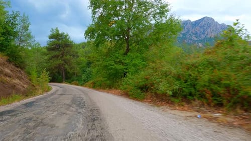 Auto Drive Forest (4K)