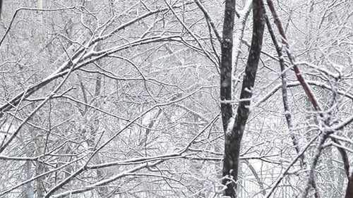 Snowfall 2