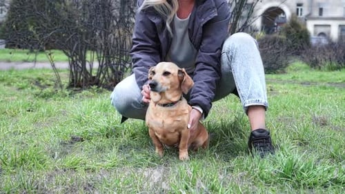 A Woman of Caucasian Nationality Walks and Plays on a Green Meadow in a City Park with a Small Brown