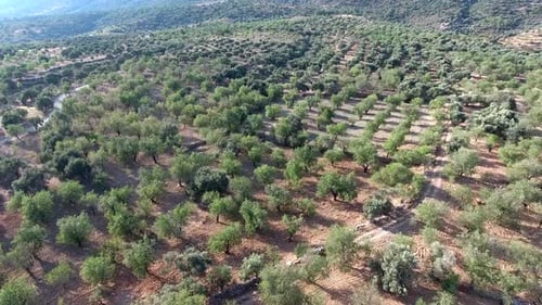 Pomar esparso em clima quente e árido