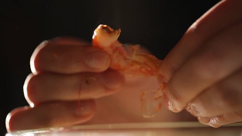 Close Up of Hands Cleaning and Peeling Shrimp