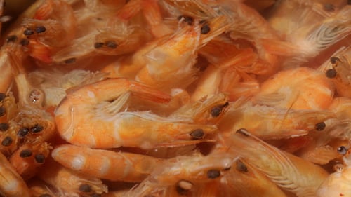 Close Up of Shrimp Simmering in Liquid