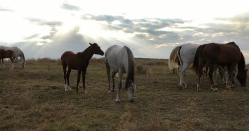Horses Grazing Peacefully in a Sunny Rural Meadow