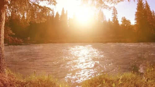 Meadow at Mountain River Bank. Landscape with Green Grass, Pine Trees and Sun Rays. Movement on