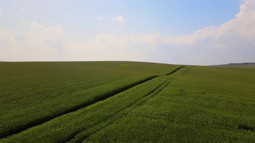 Aerial Landscape View of Green Cultivated Agricultural Fields with Growing Crops on Bright Summer
