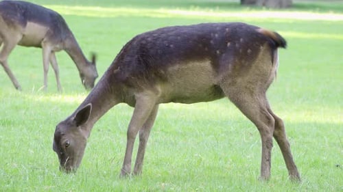 Fallow Deer Doe Grazes in a Meadow By a Forest on a Sunny Day - Closeup