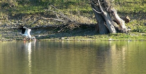 Storch (Ciconia) 3