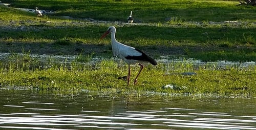 Storch (Ciconia) 4