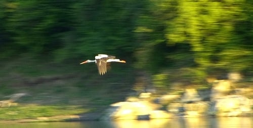 Storch (Ciconia) 6