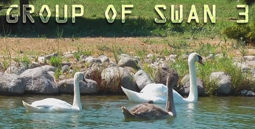 Gruppe von Swan 3