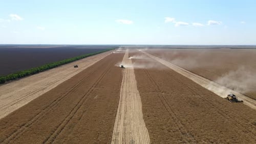 Five Harvesters Harvest Rapeseed In A Rapeseed Field. Aerial View