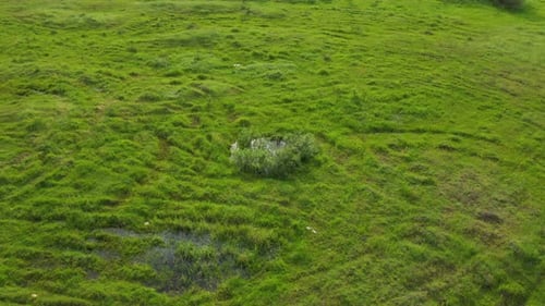 Aerial View Green Grass Background