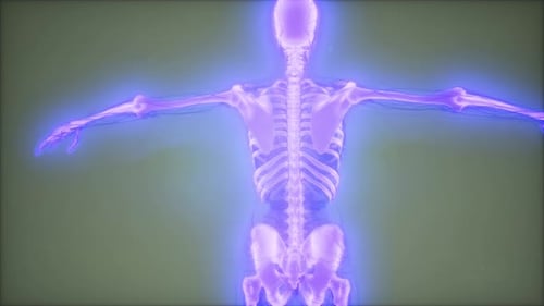 Glowing Human Skeleton Back View 3D Medical Animation