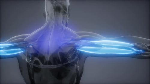 3D Human Anatomy Scan Revealing Glowing Arm Muscles