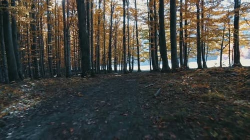 Path in Autumn Forest