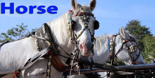 Pair of White Horses with Decorated Harnesses
