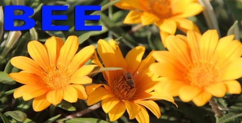 Bee