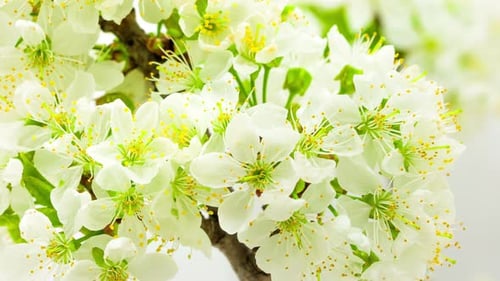 White Flowers Blossoming in Spring Time Lapse