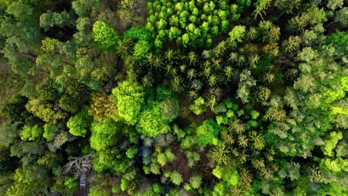 Aerial view of spring green trees in Poland