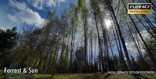 Looking up at Tall Trees in a Forest