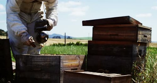 Beekeeper examining beehive