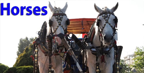 Horses