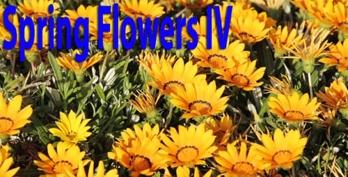 Spring Flowers IV