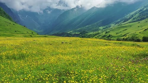 Wildblumenwiese und Berge