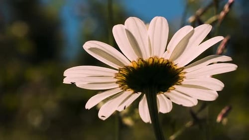 White Daisy Flower Close Up in Natural Sunlight