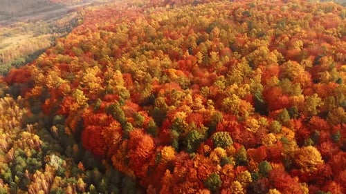 Aerial shot: Amazing Autumn Foliage Forest with red, orange, yellow and green colors.