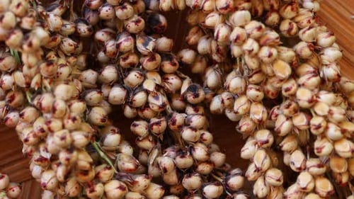 Sorghum Stalks, Close Up, Grain