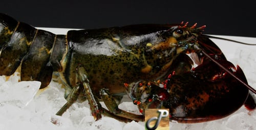 Lobsters Ready to Cook