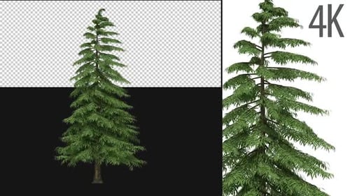 Realistic Pine Tree 3D Render Loopable Alpha Channel