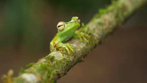 Laubfrosch in der Kanalzone in seinem natürlichen Lebensraum im karibischen Tiefland