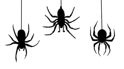 Spiders Hanging on Web on Black Background