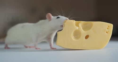 Adorable White Rat Eating Chunk of Swiss Cheese