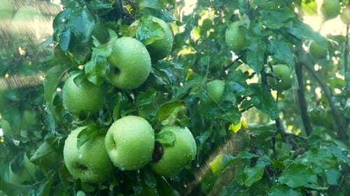 Green Apples Growing on Tree in the Rain