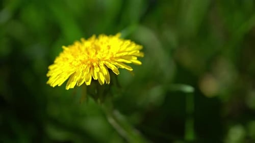 Bright Yellow Dandelion in a Field of Green