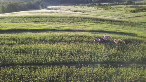 Aerial of tractor and corn wagon in corn field with workers on a summer morning.