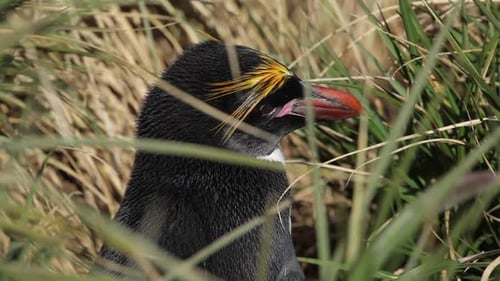 Macaroni Penguin Close Up