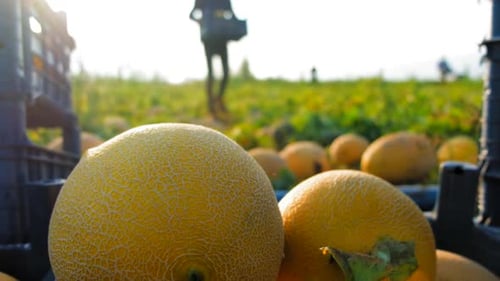 Arbeiter bei der Melonen