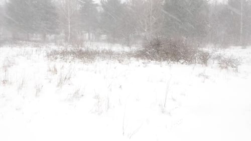 Forest scene by winter slow-mo 1920X1080 HD video - Hard snow falling over the hill 1080p FullHD fo