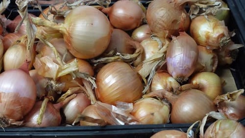 Fresh Onions in Crate Ready for Cooking