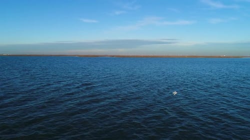 Aerial view of seagulls flying over ocean water, Netherlands.