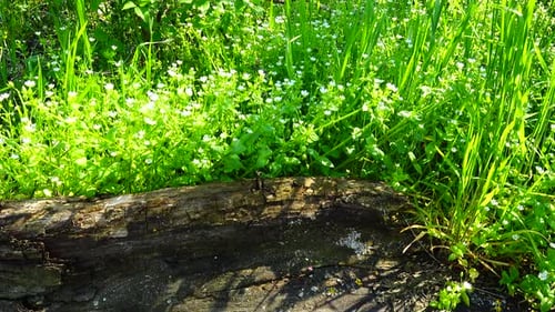 Fleurs de printemps