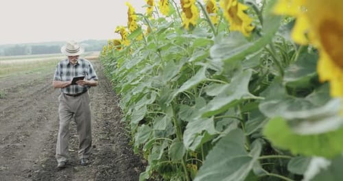 Farmer Walking Through Sunflower Field Using Tablet