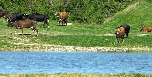 Cows Grazing Peacefully by Blue Lake