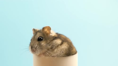 Hamster Looking Around in a Cylinder, Close Up