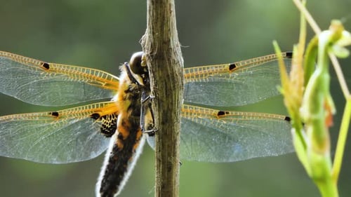 Dragonfly Sits on a Branch, Wild Beetle in Nature, Summer Spring Colorful Macro Wildlife