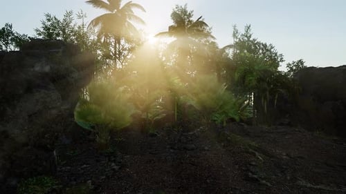 Sun Beams of Light Penetrating Dense Lush Green Canopy